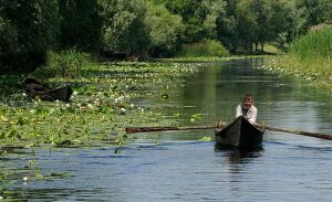 Lucrari de ecologizare in Delta Dunarii